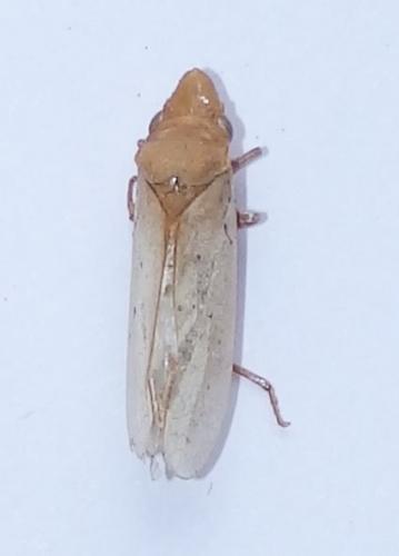 Diestostemma atropunctulatum